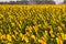 Agricultural field with yellow sunflowers. Morning summer rural scene