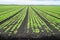 Agricultural field of young celery plants