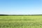 Agricultural field with young green wheat plants. Clear blue sky without clouds on background. equal splitted image