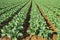 Agricultural field with young plants in a rows, sowing season