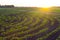 Agricultural field with young sunflower