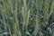 Agricultural Field Young Wheat Sprouts Green Plants