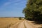 Agricultural fields with harvest, countryside road with dust during a drought, corn farm field and acacia forest windbreak