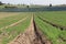 Agricultural fields in Israel in winter