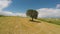 Agricultural fields, lonely tree standing on hill, relaxing aerial view