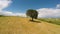 Agricultural fields, lonely tree standing on hill relaxing aerial view, solitude