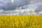 Agricultural fields of mustard blooming in spring / Denmark