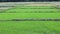 Agricultural fields with new rice crop