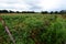 Agricultural fields in New South Wales. Cudgen. Tweed Valley. Australia