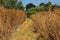 Agricultural fields in the outskirts of Madrid in the Valdemoro area. The fields are dry and suffering from the heat in mid Summer