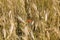 Agricultural fields with poppies