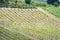 Agricultural Fields in Trapani Region