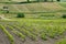 Agricultural Fields in Trapani Region