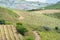 Agricultural Fields in Trapani Region