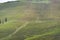 Agricultural Fields in Trapani Region