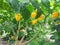 Agricultural, flowers, trees hot peppers, garden