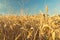 Agricultural fragmental panorama of the wheat field