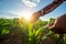 Agricultural Garden of Corn field, hand of farmer touches the leaves of young green corn growing and checks the sprouts, protect