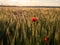 Agricultural grain field with red poppies during sunset