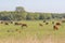 Agricultural grazing land landscape. Free range cattle on grass UK