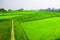 The agricultural green field. This image captured on January 23, 2018