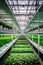 Agricultural greenhouse with hydroponic shelves, Hydroponics farm in building with high technology farming. Agricultural