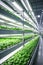 Agricultural greenhouse with hydroponic shelves, Hydroponics farm in building with high technology farming. Agricultural