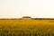 Agricultural hangar on a background of sunflower fields