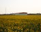 Agricultural hangar on a background of sunflower fields with blooming flowers