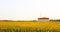 Agricultural hangar on a background of sunflower fields with yellow flowers