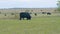 Agricultural industry. Black cow eats grass on a farm field. Cattle in pasture. Static view.