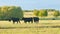 Agricultural industry. Black cow eats grass on a farm field. Cattle in pasture. Static view.