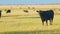 Agricultural industry. Black cow eats grass on a farm field. Cattle in pasture. Static view.