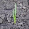 Agricultural industry and new young life in nature concept - small young plant sprout in dry cultivated plowed soil .