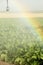 Agricultural Irrigation in a sugar beet field.