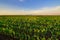 Agricultural irrigation system watering corn field in summer