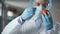 Agricultural lab worker injecting vegetables with nitrates to keep them fresh