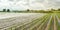 Agricultural land affected by flooding. Flooded field. The consequences of rain. Agriculture and farming. Natural disaster and