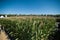 agricultural land corn fields