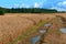 Agricultural land, fields planted with wheat, wet dirt road with puddles in the field