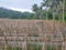 agricultural land after harvest, traditional bamboo remains for plant support.