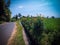 Agricultural Land With Marigold On The Edge Of The Rice Field Irrigation Channel And Road