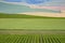 Agricultural land in Walla Walla, Washington wine country