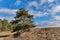 Agricultural landscape and blue sky. Morning in the countryside. Meadow and trees. Idilic landscape. Climate change