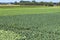 Agricultural landscape with Cabbage and Corn Field