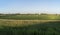 Agricultural landscape of corn and tomatoes field