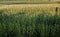 Agricultural landscape of corn and tomatoes field