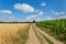 Agricultural landscape with country road corn field and cereal plants