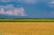 Agricultural landscape. Field of golden wheat with line of sunflowers under stormy sky with clouds