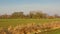 Agricultural landscape in the Flemish countryside